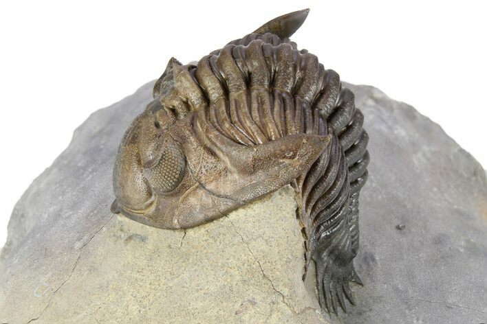 Top Quality Metacanthina Trilobite - Issoumour, Morocco #254816